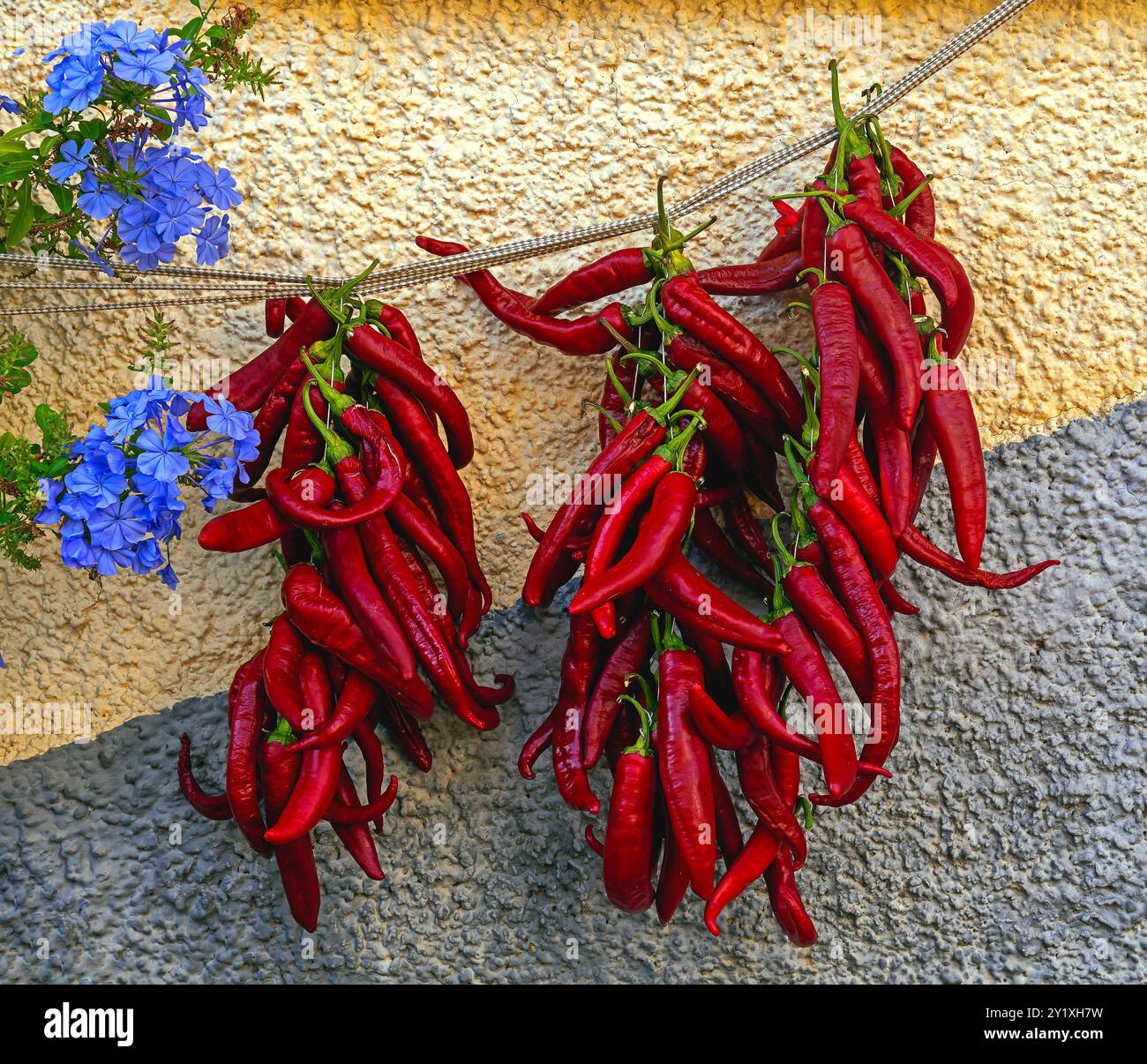 Rote Paprika hängen zum Trocknen Stockfoto