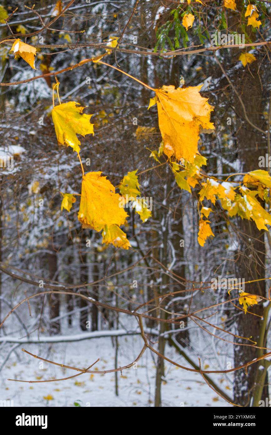 Gelbe Ahornblätter und erster Schnee in Herbstwäldern. Stockfoto