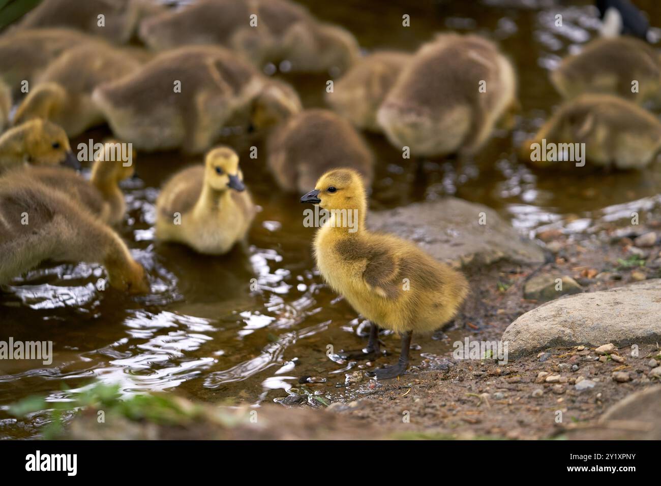 Görlinge, die sich am Pond Shoreline ernähren. Canada Goose Goslings ruhen und ernähren sich am Ufer eines Teichs. Stockfoto