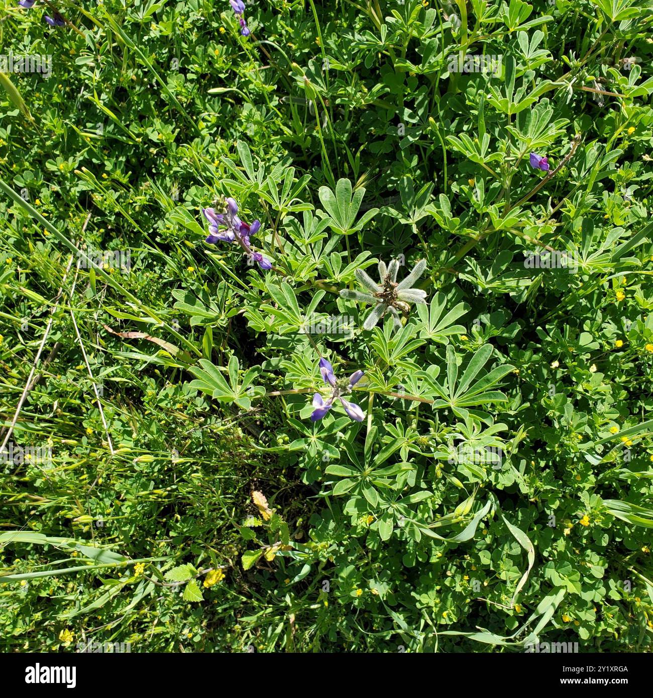 arroyo Lupine (Lupinus succulentus) Plantae Stockfoto