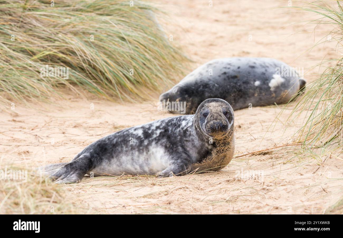 Graurobbenjungen (Halichoerus grypus) in Sanddünen am Strand im Winter. Horsey Gap, Norfolk, Großbritannien Stockfoto