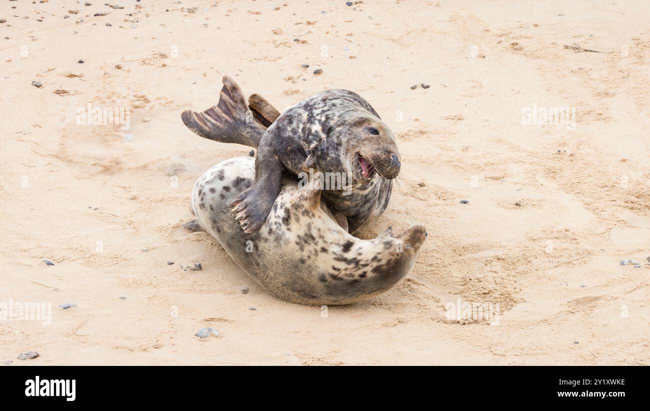 Männliche und weibliche Graurobben (Halichoerus grypus) paaren sich im Winter am Strand in Horsey Gap, Norfolk, Großbritannien Stockfoto