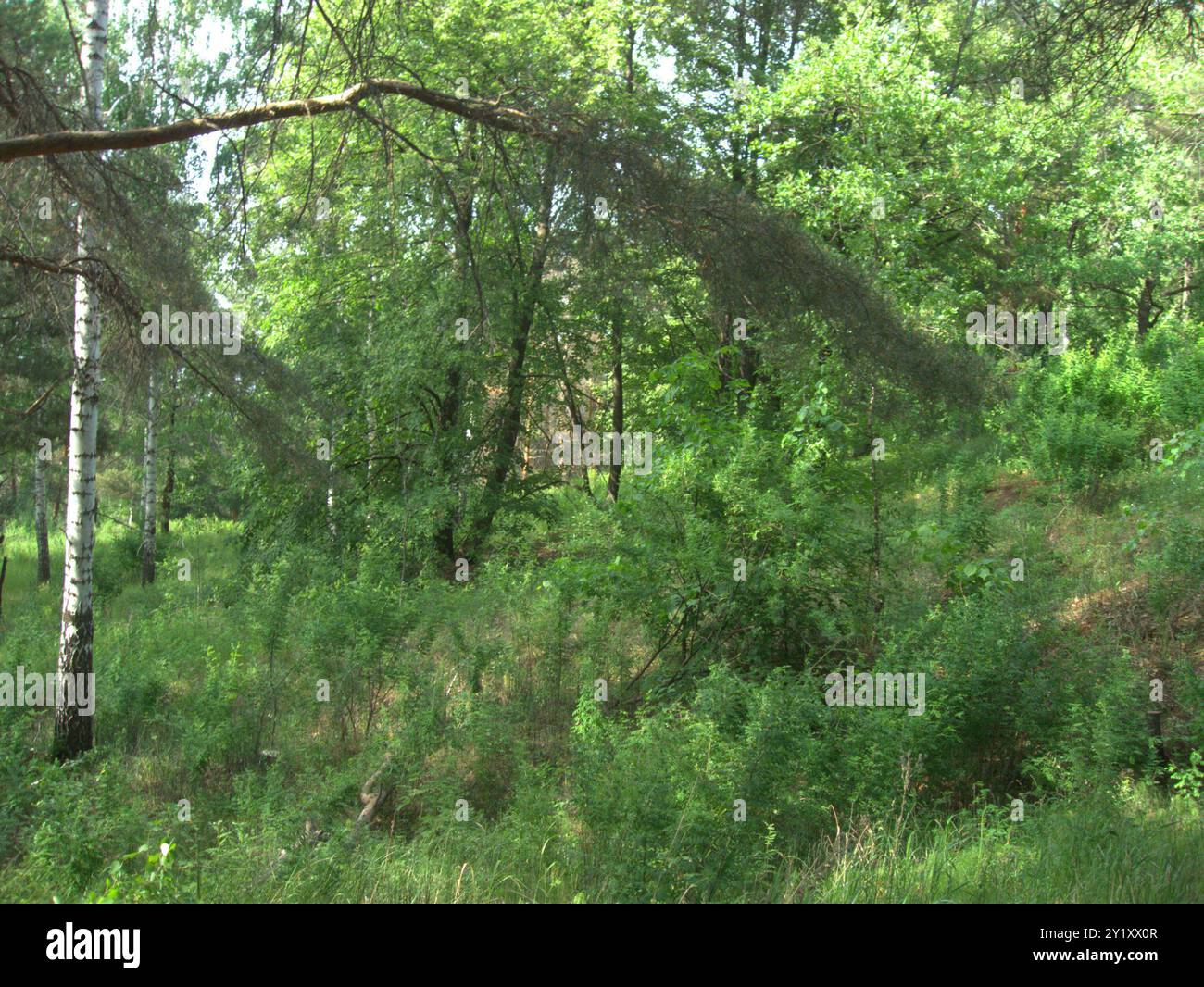 Sibirischer Erbsenstrauch (Caragana arborescens) Plantae Stockfoto