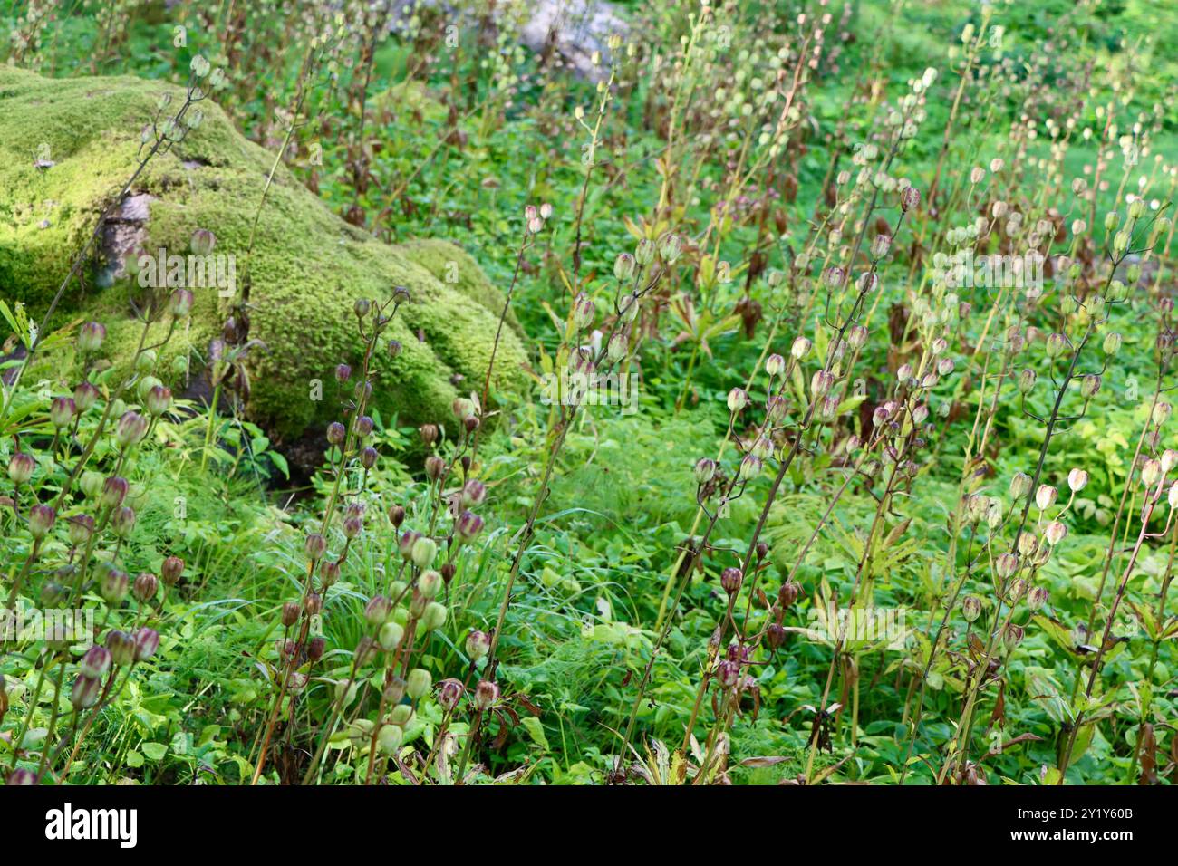 Moosbedeckter Stein im Wald in Südfinnland, August 2024 Stockfoto