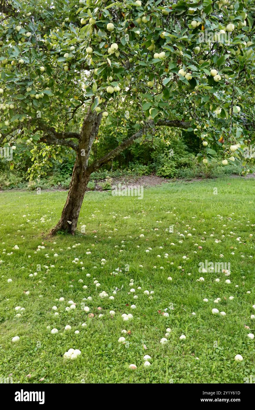 Äpfel unter einem Apfelbaum in einem Garten in Südfinnland, August 2024 Stockfoto