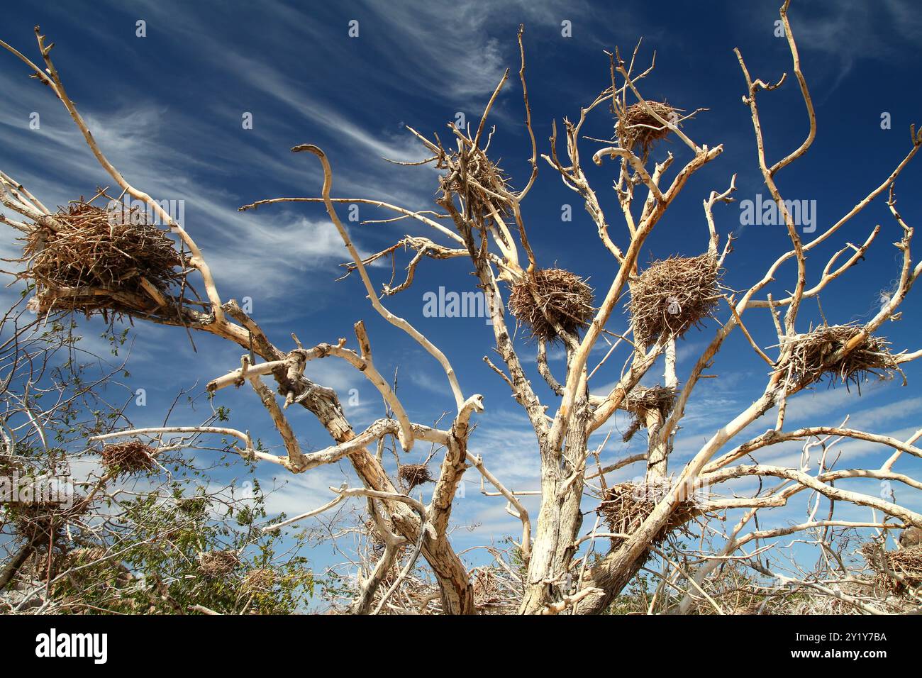 Alte tote Bäume mit verlassenen Kormorannestern. Stockfoto