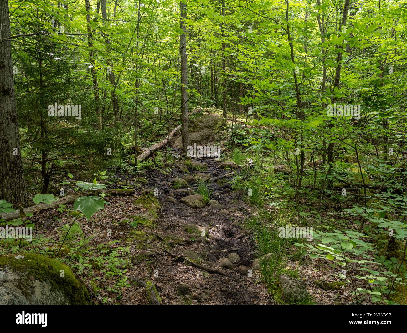 Ein ruhiger Pfad schlängelt sich durch einen dicht bewaldeten Wald, umgeben von lebhaften grünen Bäumen und Unterholz. Der Weg, gesäumt von Felsen und Moos, lädt ein Stockfoto