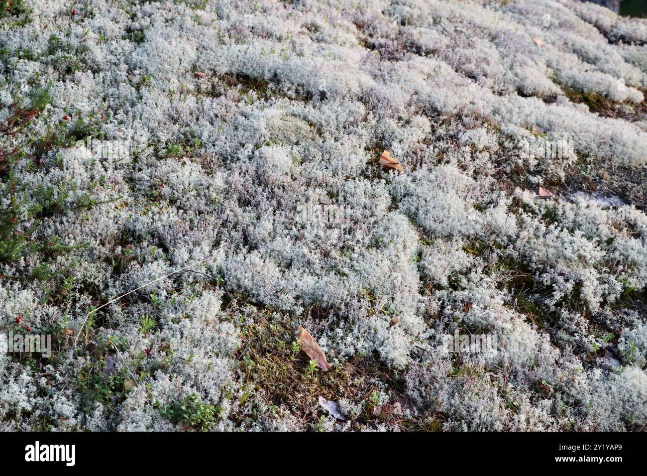 Graues dekoratives Moos, das an den Klippen wächst. Uukuniemi, Finnland im August 2024 Stockfoto