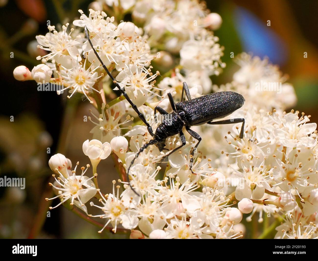 Makrokäfer Cerambix scopolii an weißer Photinia-Blüte von oben gesehen. Stockfoto