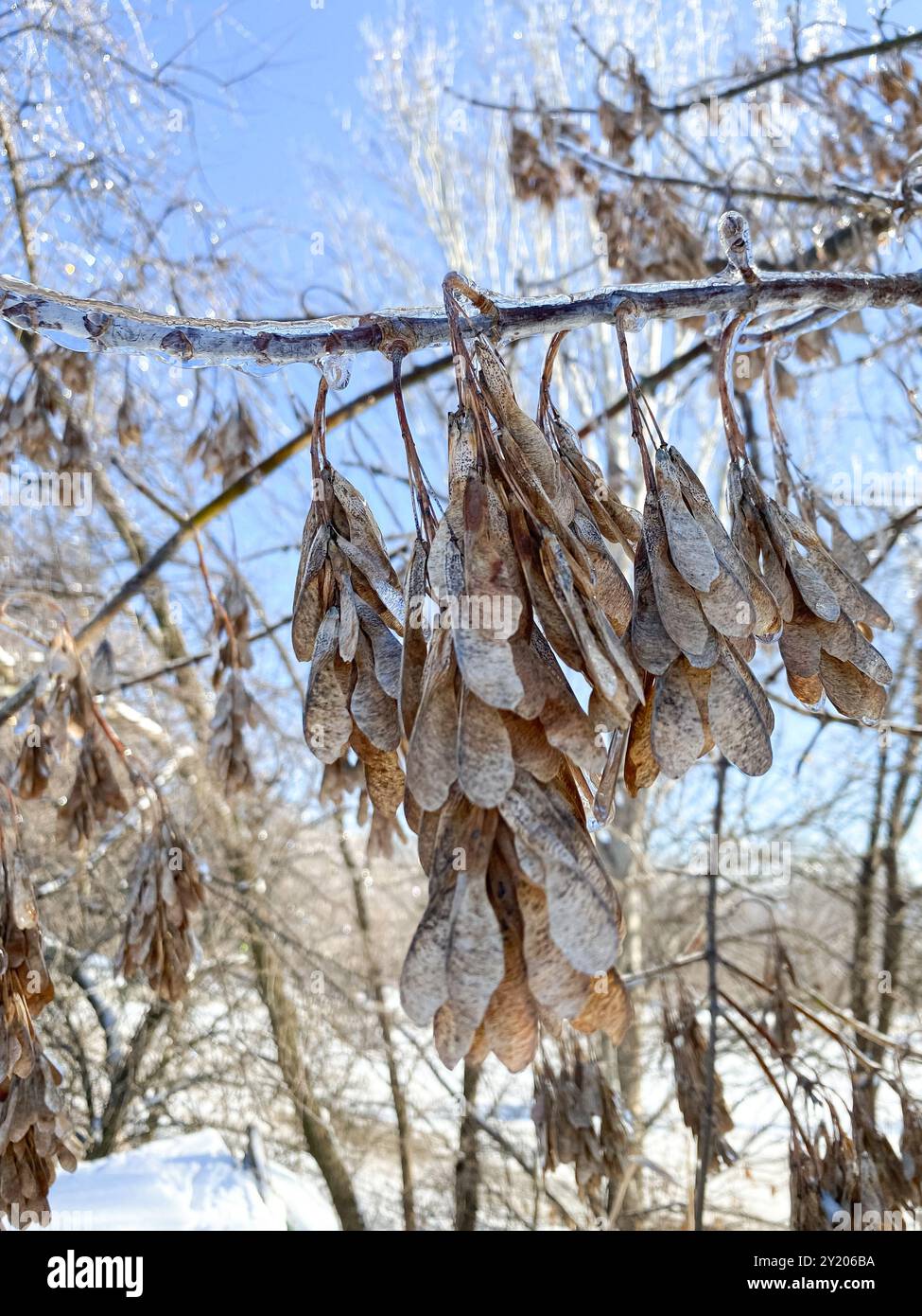 Flugzeugförmige Ahornsamen auf einem eisigen Baum im Winter. Stockfoto