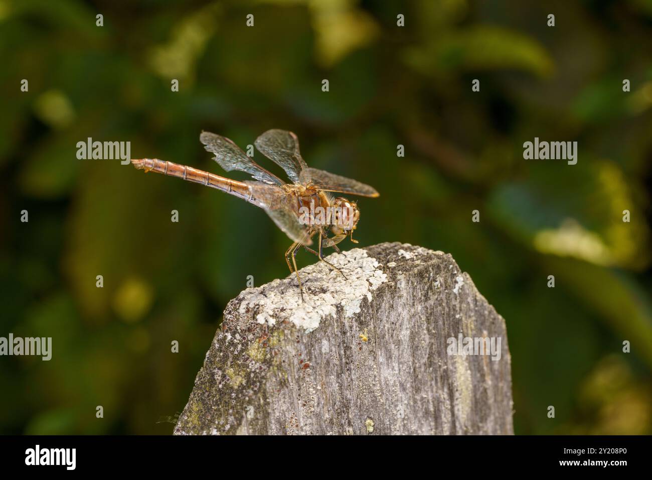 Sympetrum vulgatum Familie Libellulidae Gattung Sympetrum Vagrant Darter Libelle wilde Natur Insektentapete, Bild, Fotografie Stockfoto