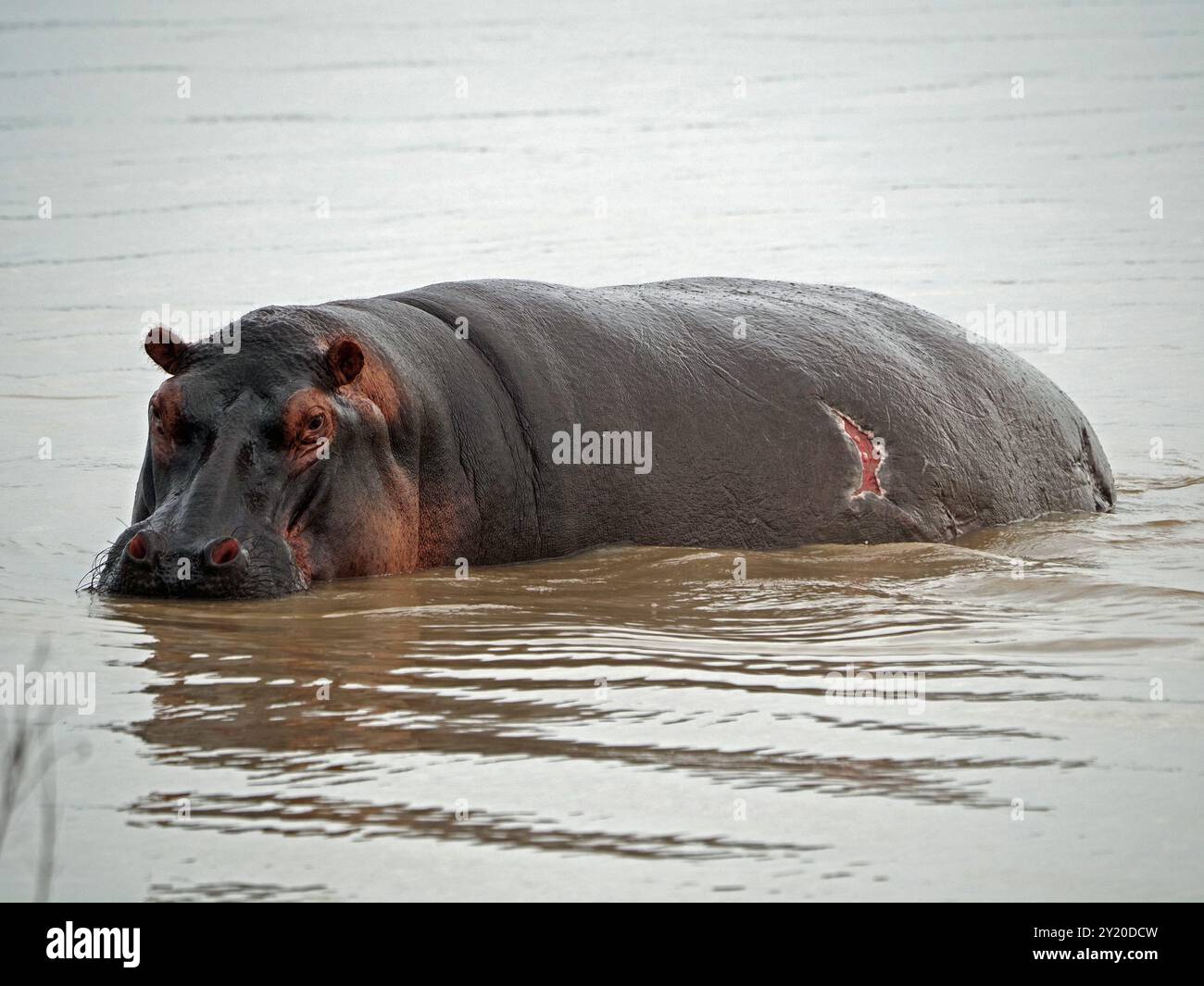 Stier Hippo (Hippopotamus amphibius) mit signifikanter Wunde, die aus der Wasseroberfläche im Manze-See im Nyerere-Nationalpark in Tansania austritt Stockfoto