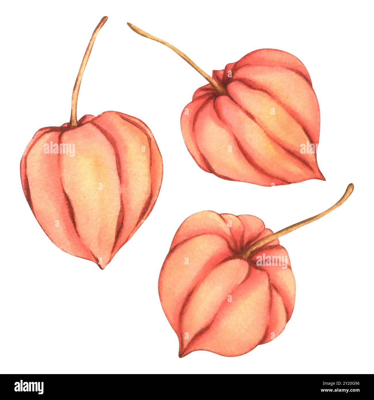 Aquarell Physalis Illustration. Herbstbeeren Zeichnung in orange. Botanische Skizze Winterkirsche. Chinesische Laterne Lilie Pflanze Clip Art für Stockfoto