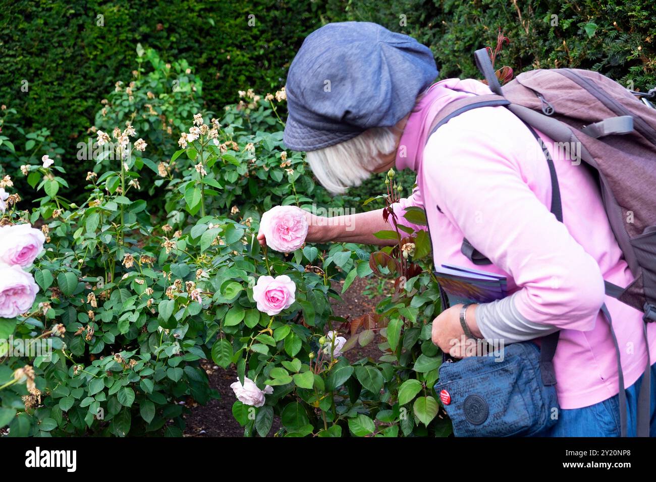 Ältere ältere Frau, die sich im August Sommer im Oxford Botanic Garden Oxfordshire England UK KATHY DEWITT bückte, um rosa Rose zu sehen Stockfoto