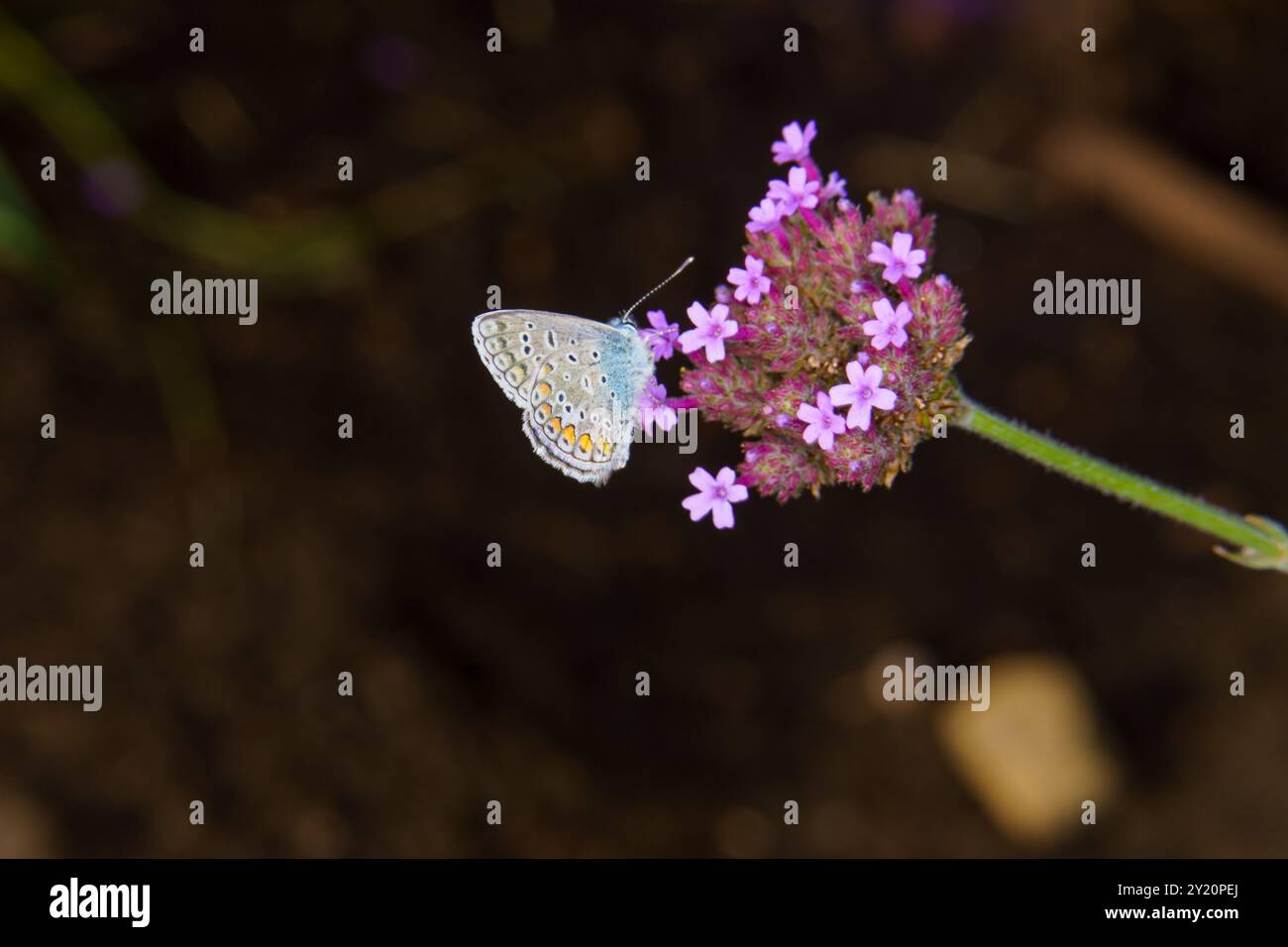 Polyommatus icarus Familie Lycaenidae Gattung Polyommatus Europäischer gemeiner Blauer Schmetterling wilde Natur Insektenfotografie, Bild, Tapete Stockfoto