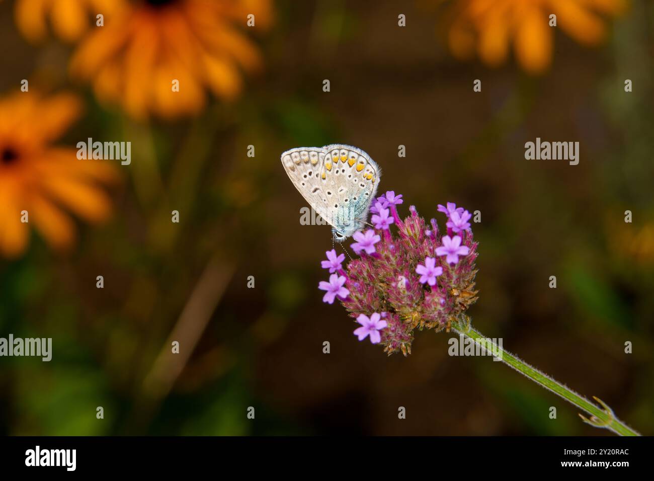 Polyommatus icarus Familie Lycaenidae Gattung Polyommatus Europäischer gemeiner Blauer Schmetterling wilde Natur Insektenfotografie, Bild, Tapete Stockfoto