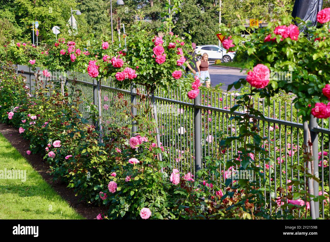 Verschiedene Rosen am Eingang zum Rosengarten vor dem Wintergarten-Gewächshaus, Helsinki, Finnland Stockfoto