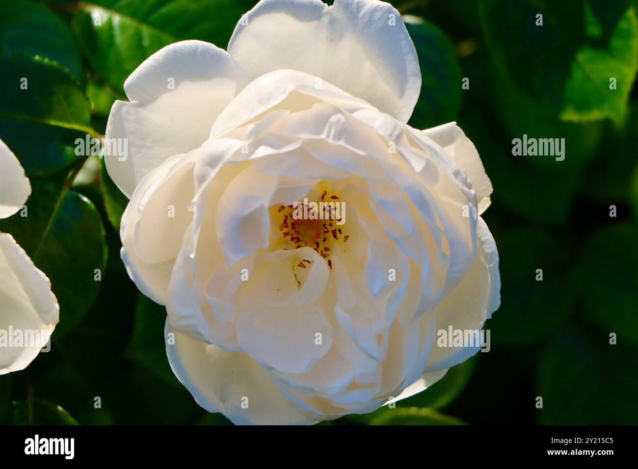 Rosa Summer Memories im Rosengarten vor dem Wintergarten-Gewächshaus, Helsinki, Finnland Stockfoto