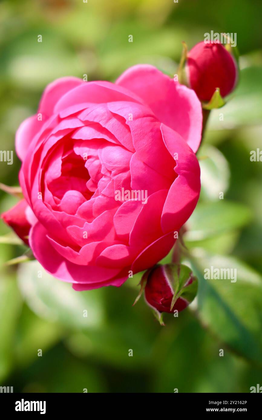 Rosa Pomponella im Rosengarten vor dem Wintergarten-Gewächshaus, Helsinki, Finnland Stockfoto