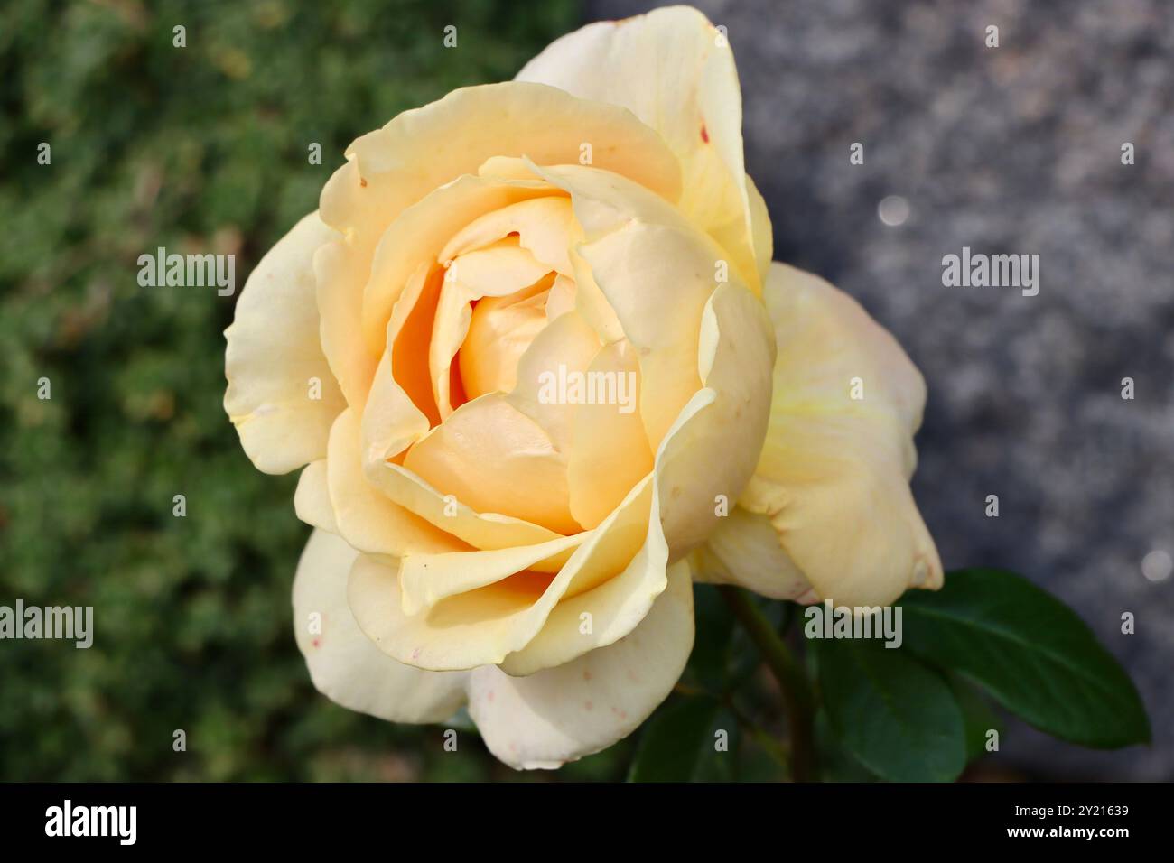 Rosa Kerzenlicht im Rosengarten vor dem Wintergarten-Gewächshaus, Helsinki, Finnland Stockfoto