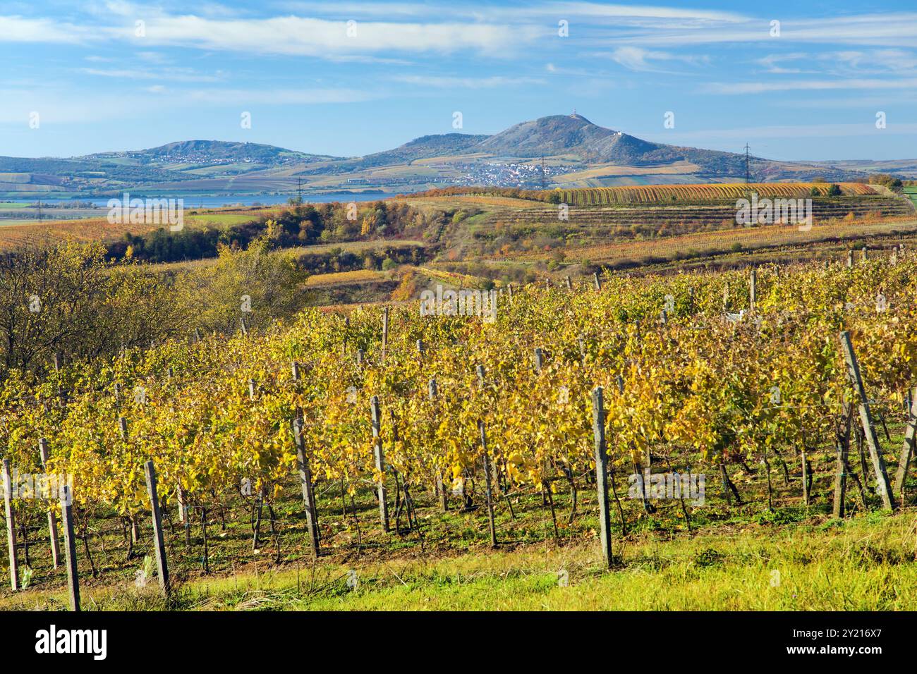 Weinberg, Herbst im Weinberg, gelbe Weinpflanzen, Pavlov hils, Südmähren, Tschechische Republik Stockfoto