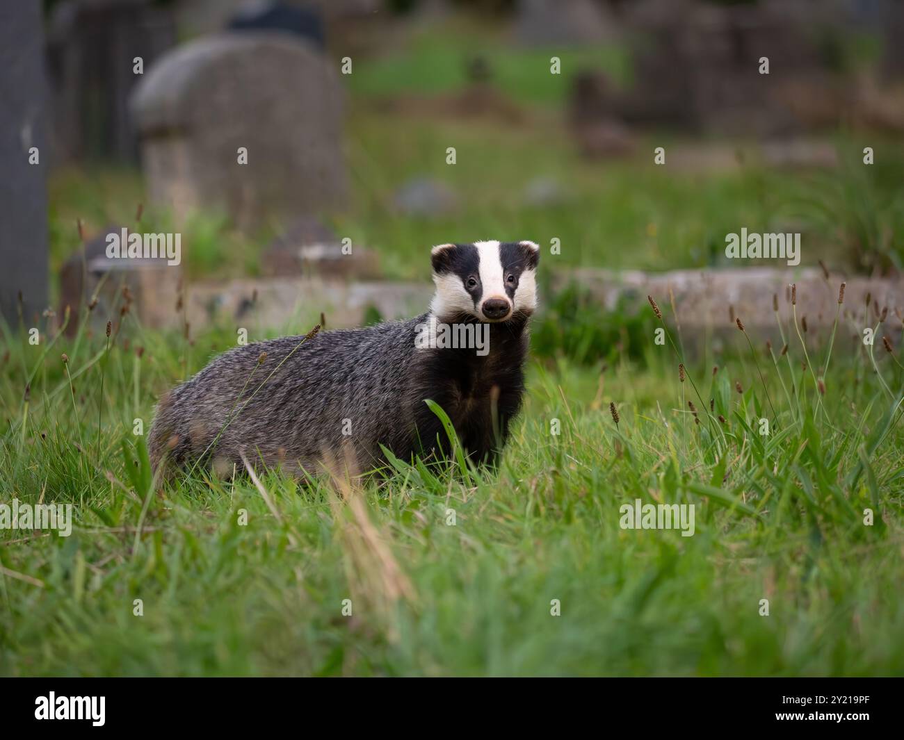 Badger (meles meles) auf einem Friedhof in Bristol, Großbritannien Stockfoto
