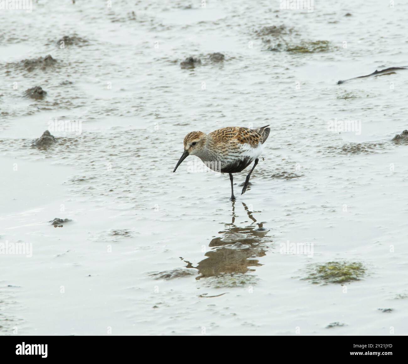 Kleinen Wathose oder Shorebird Alpenstrandläufer im Sommer Zucht Gefieder Stockfoto