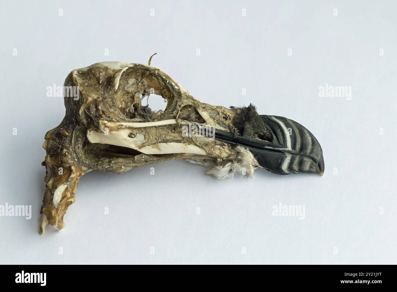 Seevögel Razorbill Skull, gespült am Pagham Beach während der Winterstürme Stockfoto