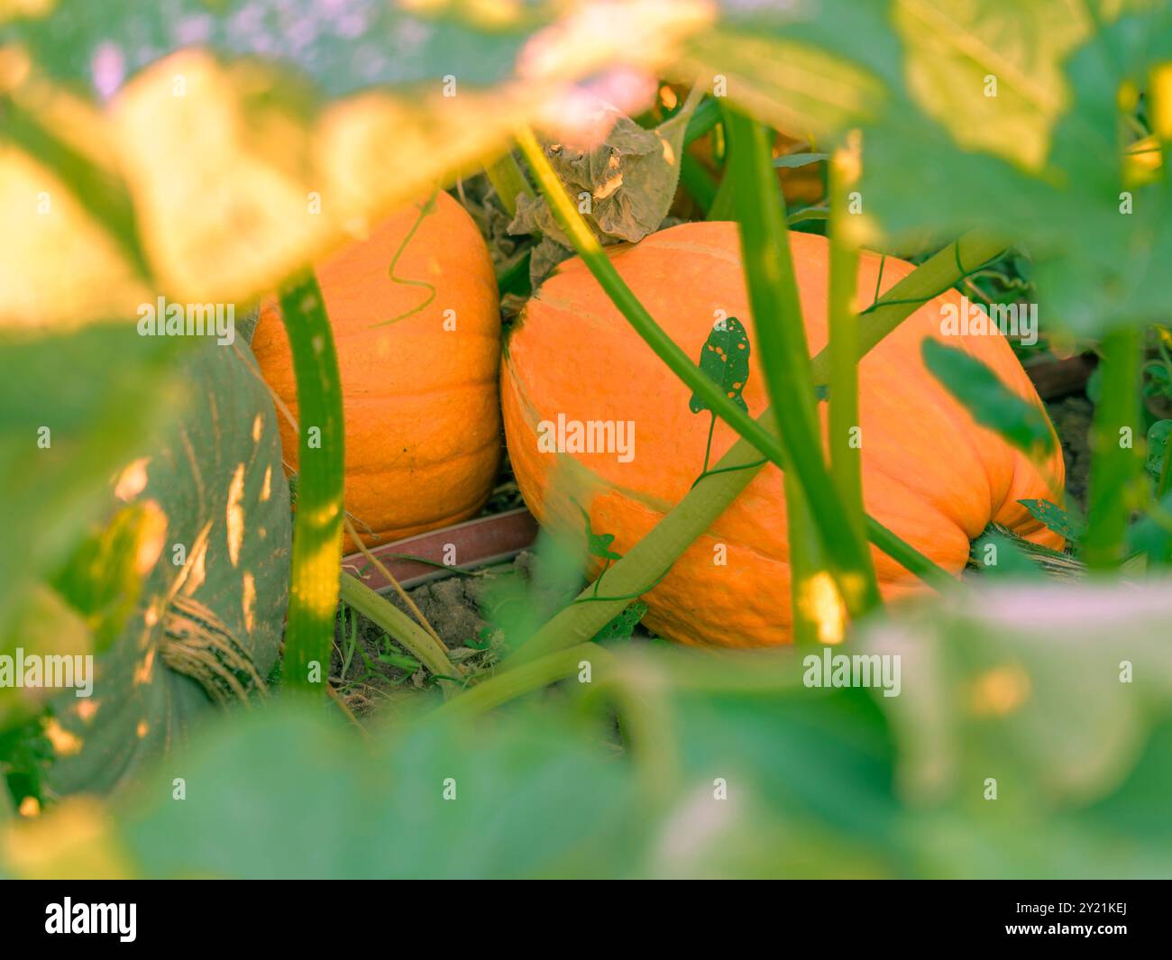 Halloween-Kürbisse, die im Garten wachsen, sind im Herbst orange und grün. Schauen Sie durch die Blätter, wo noch drei im Kürbisfeld wachsen. Stockfoto