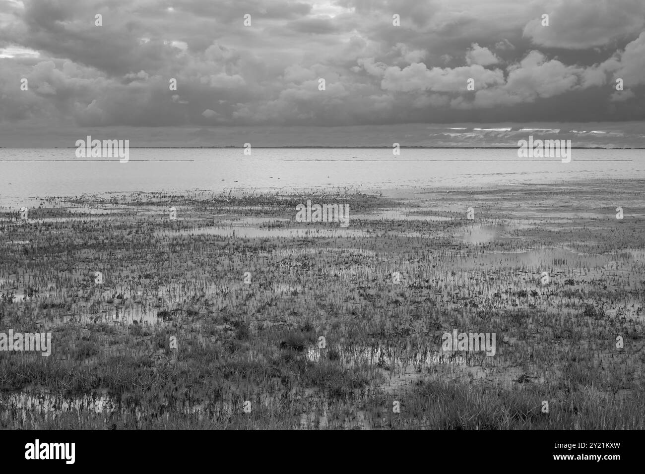 Queller und Möwen im Nationalpark Niedersächsisches Wattenmeer, Nordsee, Norddeich, Niedersachsen, Deutschland, Europa Stockfoto