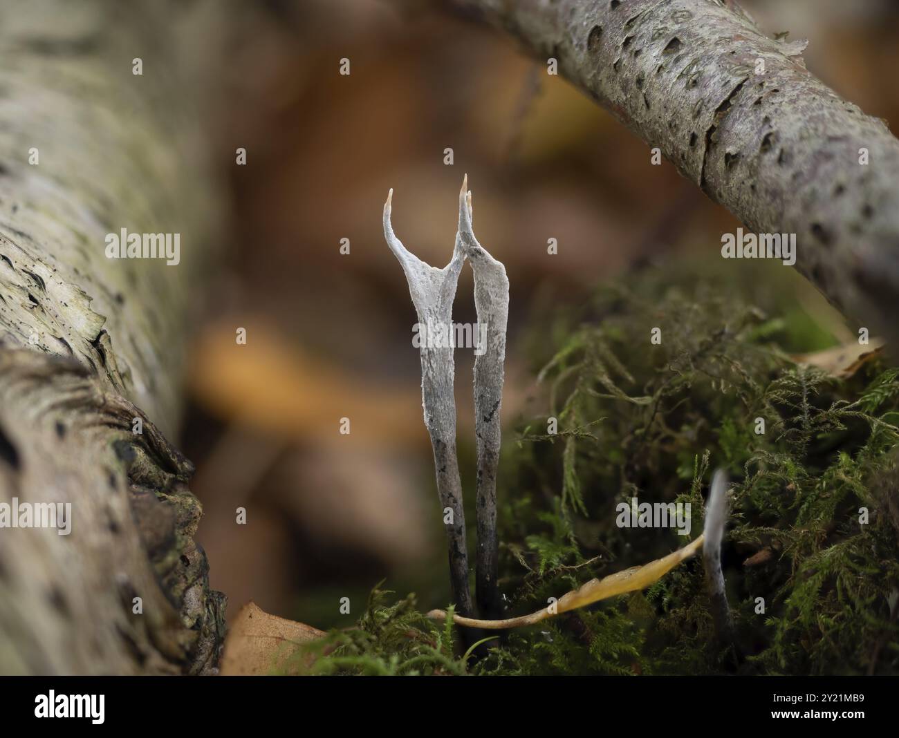 Kerzenschnupppilz im englischen Wald Stockfoto