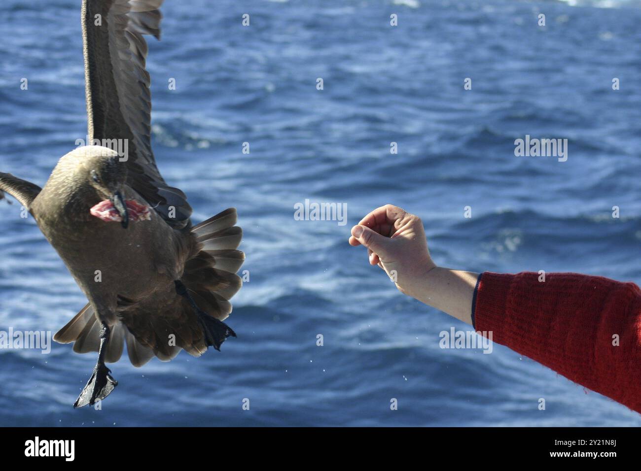 Fütterung einer Skua von einem Segelboot in der Antarktis Stockfoto