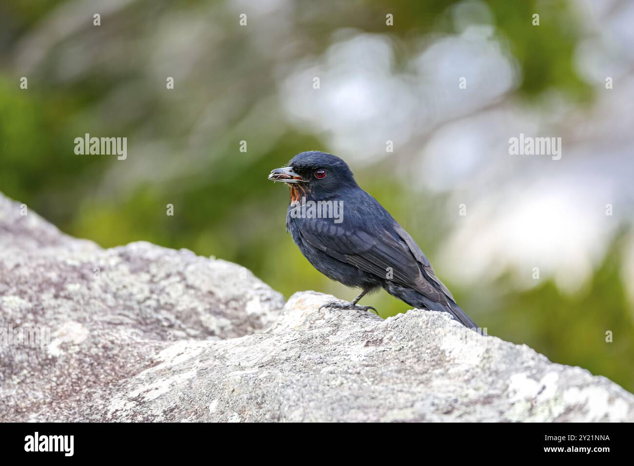 Samtig-schwarzer Tyrann auf einem Felsen mit einem Insekten im Schnabel, Caraca Naturpark, Minas Gerais, Brasilien, Südamerika Stockfoto