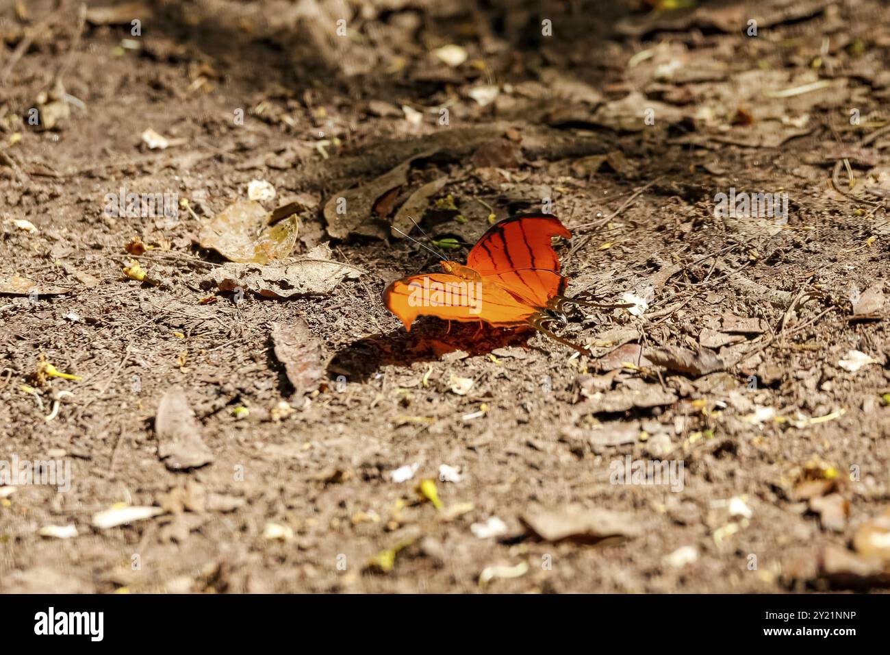 Kleiner orangener Schmetterling auf braunem Sand mit offenen Flügeln, Pantanal Feuchtgebiete, Mato Grosso, Brasilien, Südamerika Stockfoto