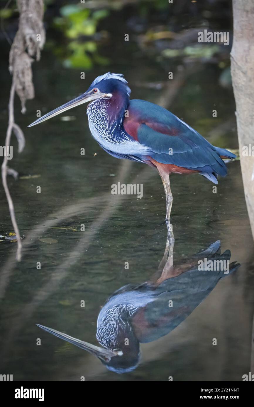 Nahaufnahme eines seltenen wunderbaren Agami-Reihers, der in seichten Gewässern unter Bäumen am Flussufer, Pantanal Feuchtgebiete, Mato Grosso, Brasilien, Südamerika auf der Suche ist Stockfoto