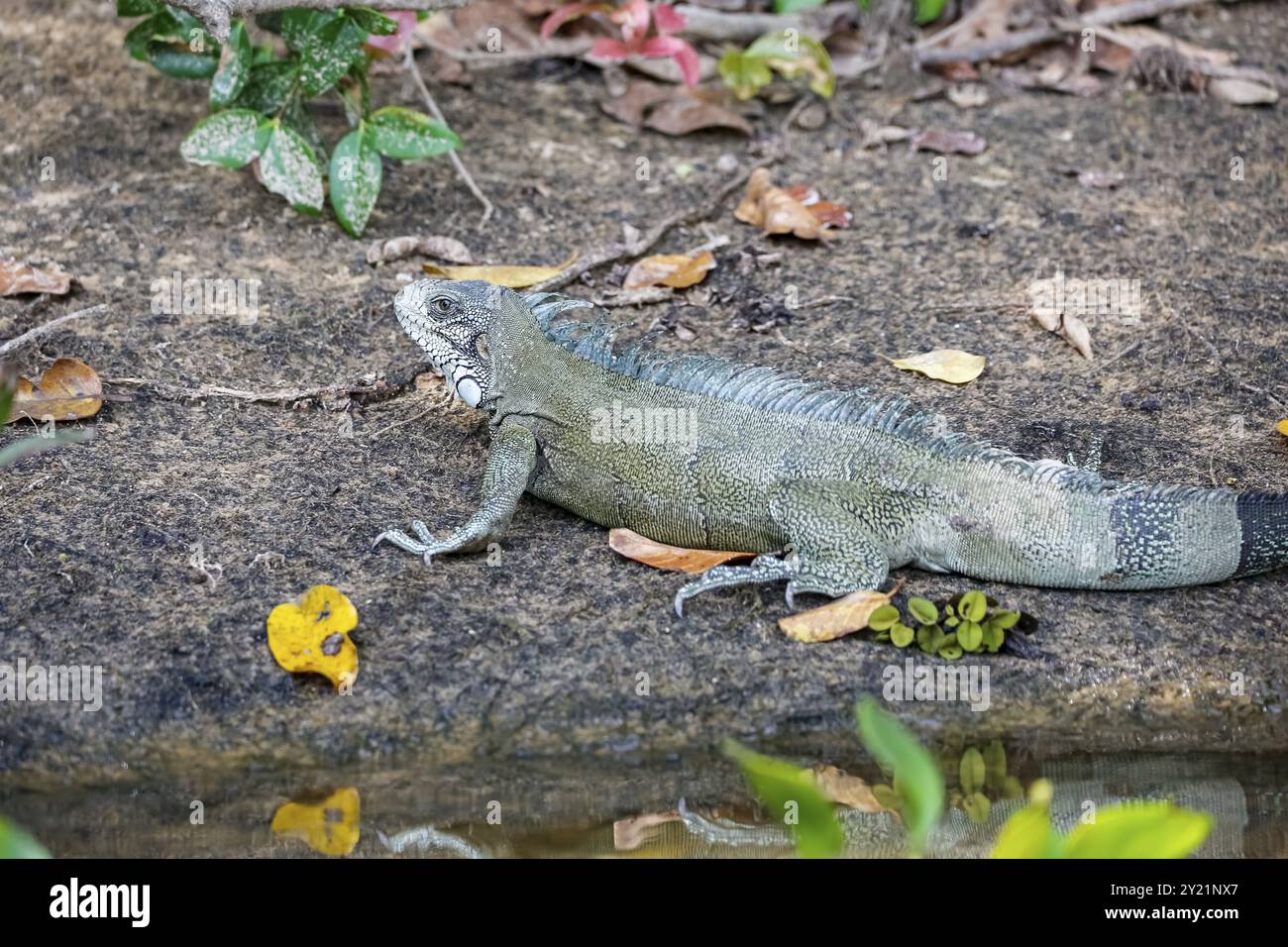 Leguan auf dem Waldboden, Hochwinkel, Pantanal Feuchtgebiete, Mato Grosso, Brasilien, Südamerika Stockfoto