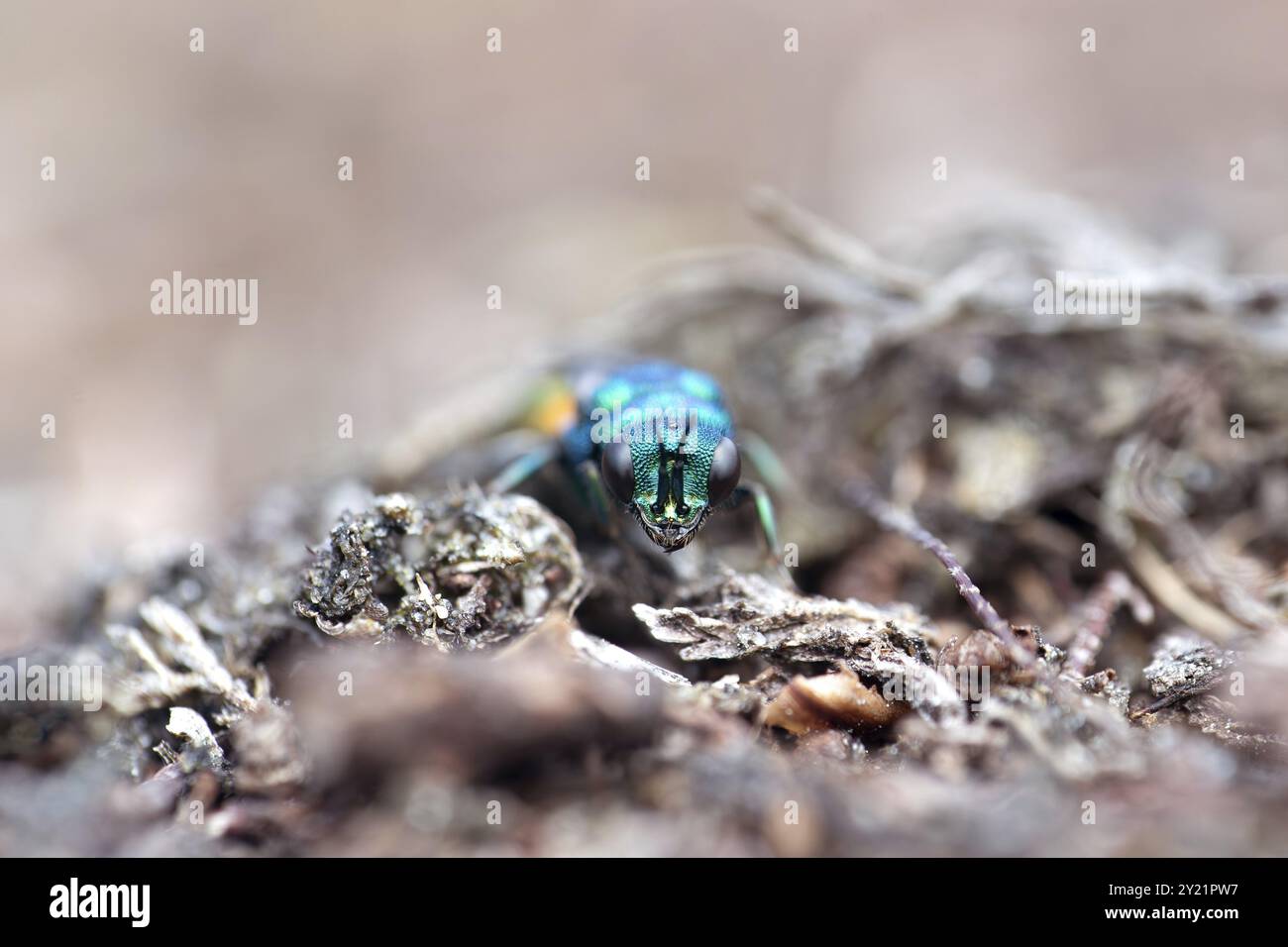 Goldene Wespe (Chrysidinae), auf dem Boden am Rande eines Waldes, Niedersachsen, Deutschland, Europa Stockfoto