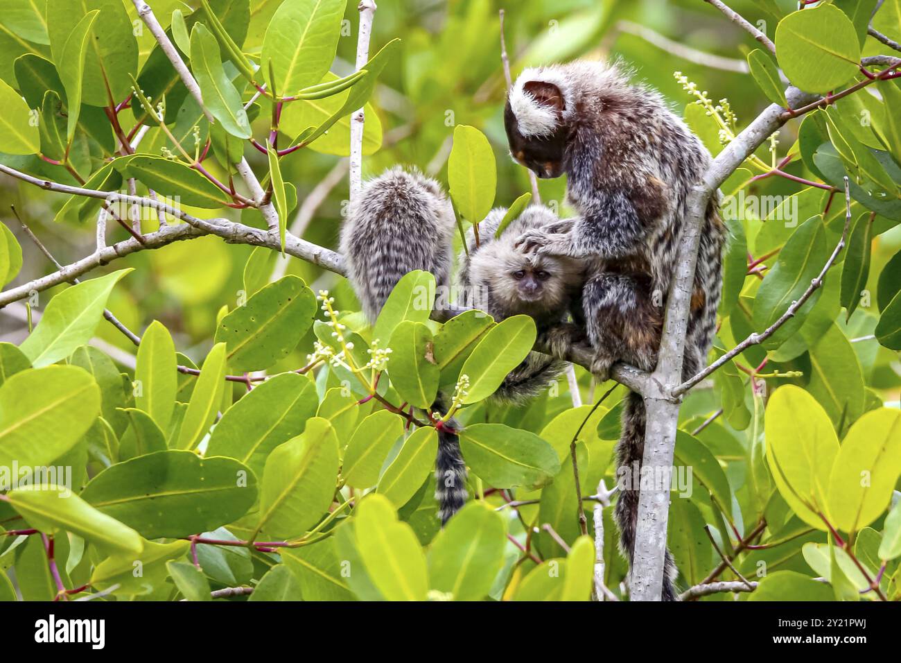 Nahaufnahme einer gemeinen Murmeltier-Mutter mit Jungen auf einem grünen Laubbaum mit Blick auf die Kamera, Paraty, Brasilien, Südamerika Stockfoto
