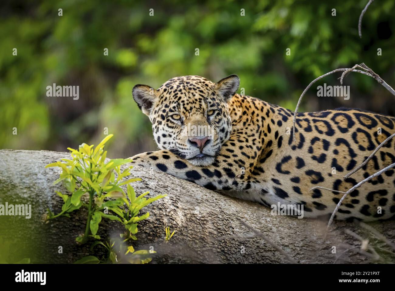 Nahaufnahme eines Jaguar, der auf einem Baumstamm am Flussufer ruht und der Kamera zugewandt ist. Pantanal Feuchtgebiete, Mato Grosso, Brasilien, Südamerika Stockfoto