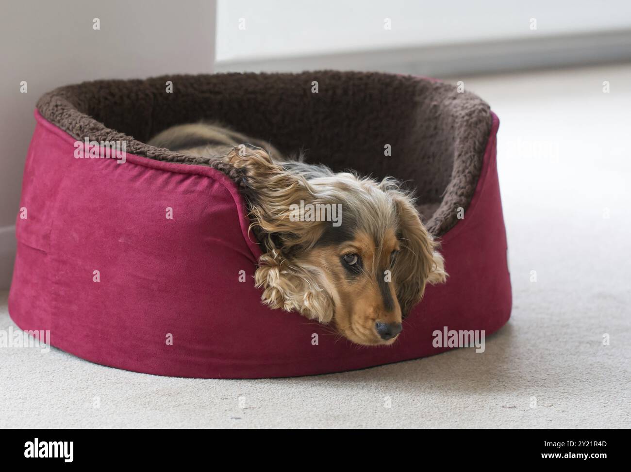 Ein 8 Monate alter englischer Show Cocker Spaniel Welpe, liegend im Hundebett mit Kopf und Pfoten über der Seite. Seitlich in die Kamera schauen Stockfoto