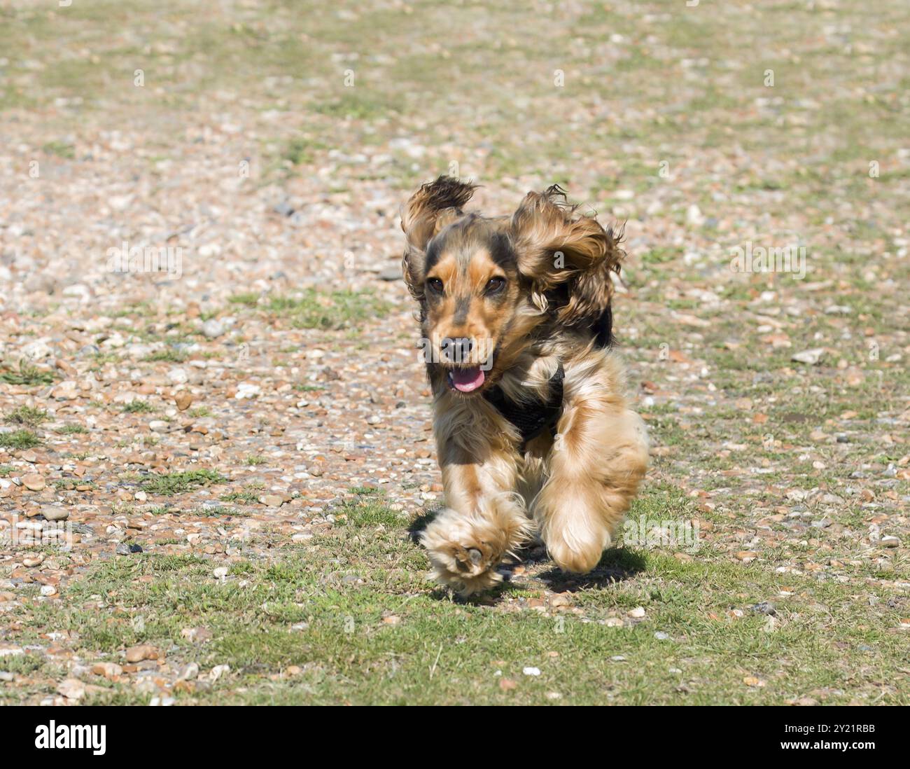 Der 8 Monate alte englische Show Cocker Spaniel Hündchen läuft am Strand Stockfoto