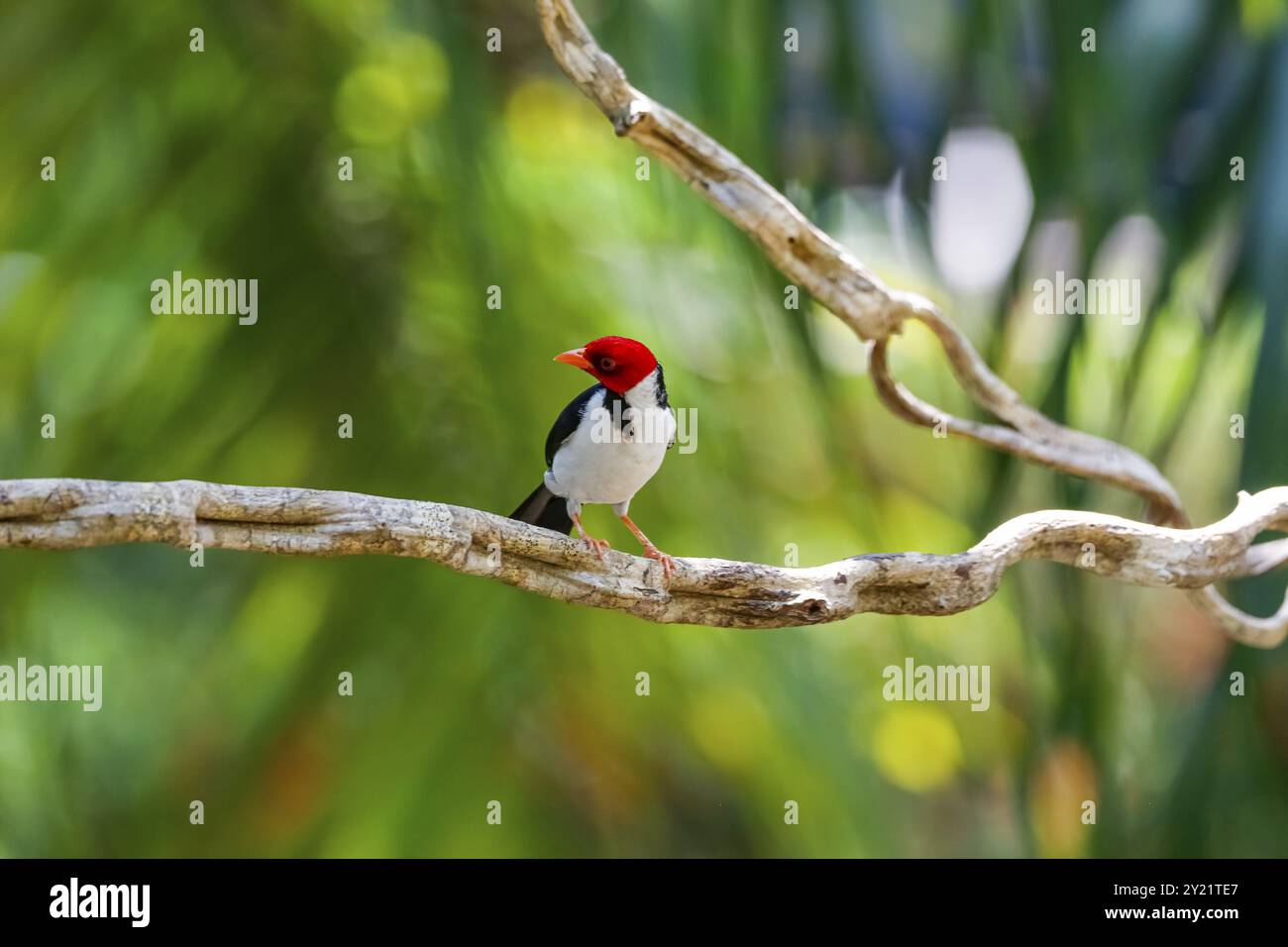 Kardinal mit Gelbschnabel auf einem Zweig vor Bokeh-grünem Hintergrund, Pantanal Feuchtgebiete, Mato Grosso, Brasilien, Südamerika Stockfoto