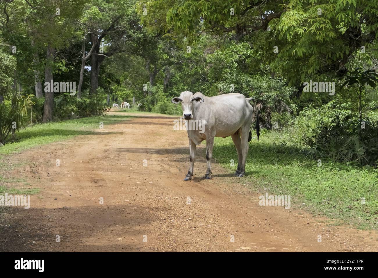 Typische weiße Pantanal-Kuh auf einem Feldweg, Bäume im Hintergrund, Kamera zugewandt, Pantanal Feuchtgebiete, Mato Grosso, Brasilien, Südamerika Stockfoto