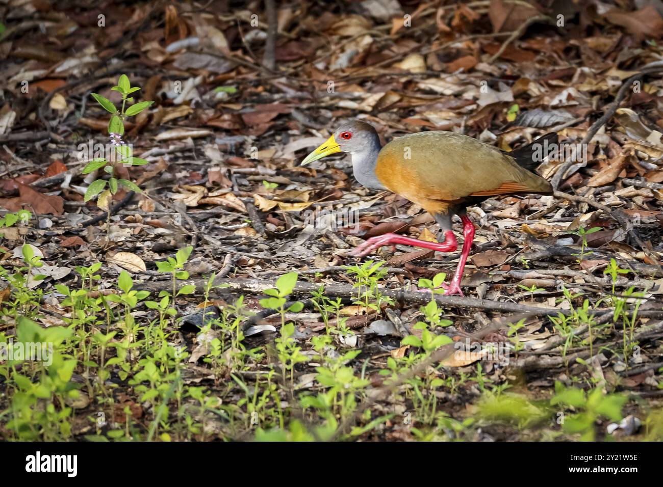 Bunte grauhalsige Holzschiene, die am Flussufer mit natürlichem Hintergrund auf der Suche ist, Pantanal Feuchtgebiete, Mato Grosso, Brasilien, Südamerika Stockfoto