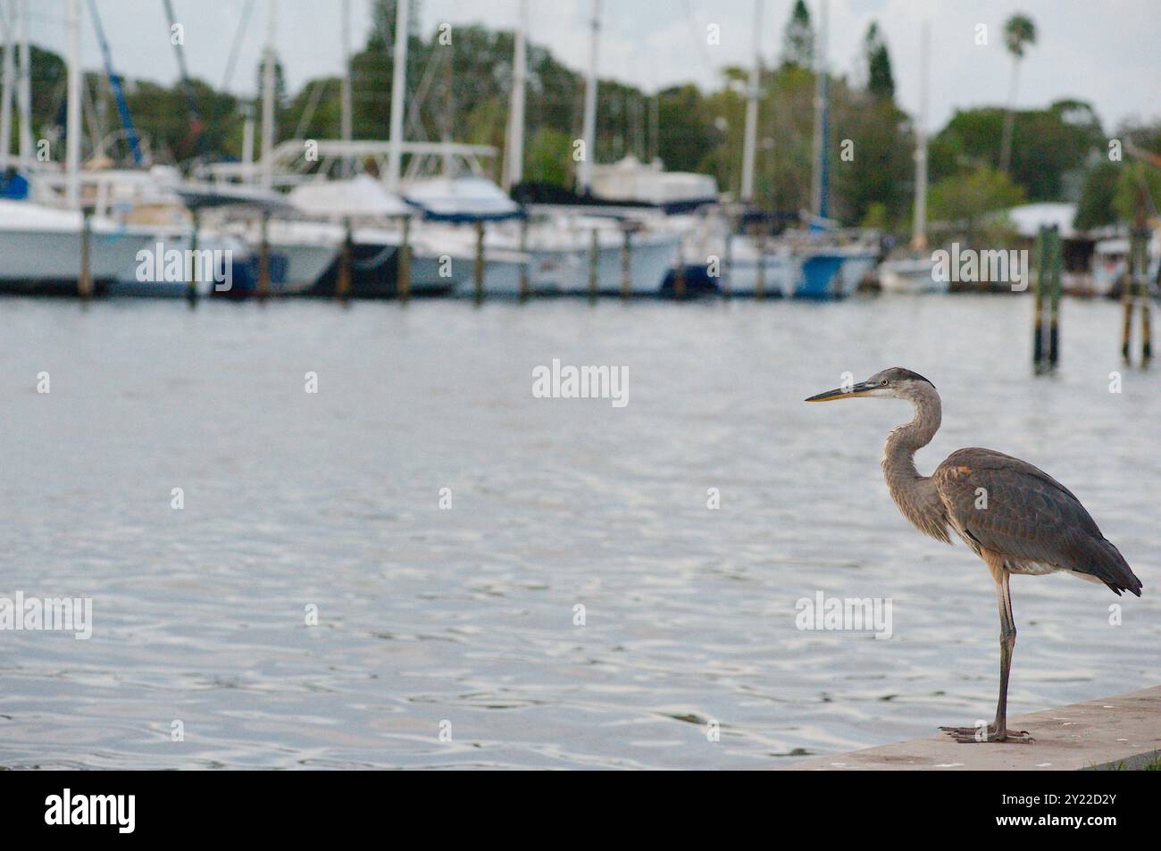 Isolierter blaugrauer Reiher, der auf zwei Beinen thront und in das Wasser über der Meeresmauer des Yachthafens blickt. Dockpfosten, Boote und grüne Bäume hinten. Direkt hineinschauen Stockfoto