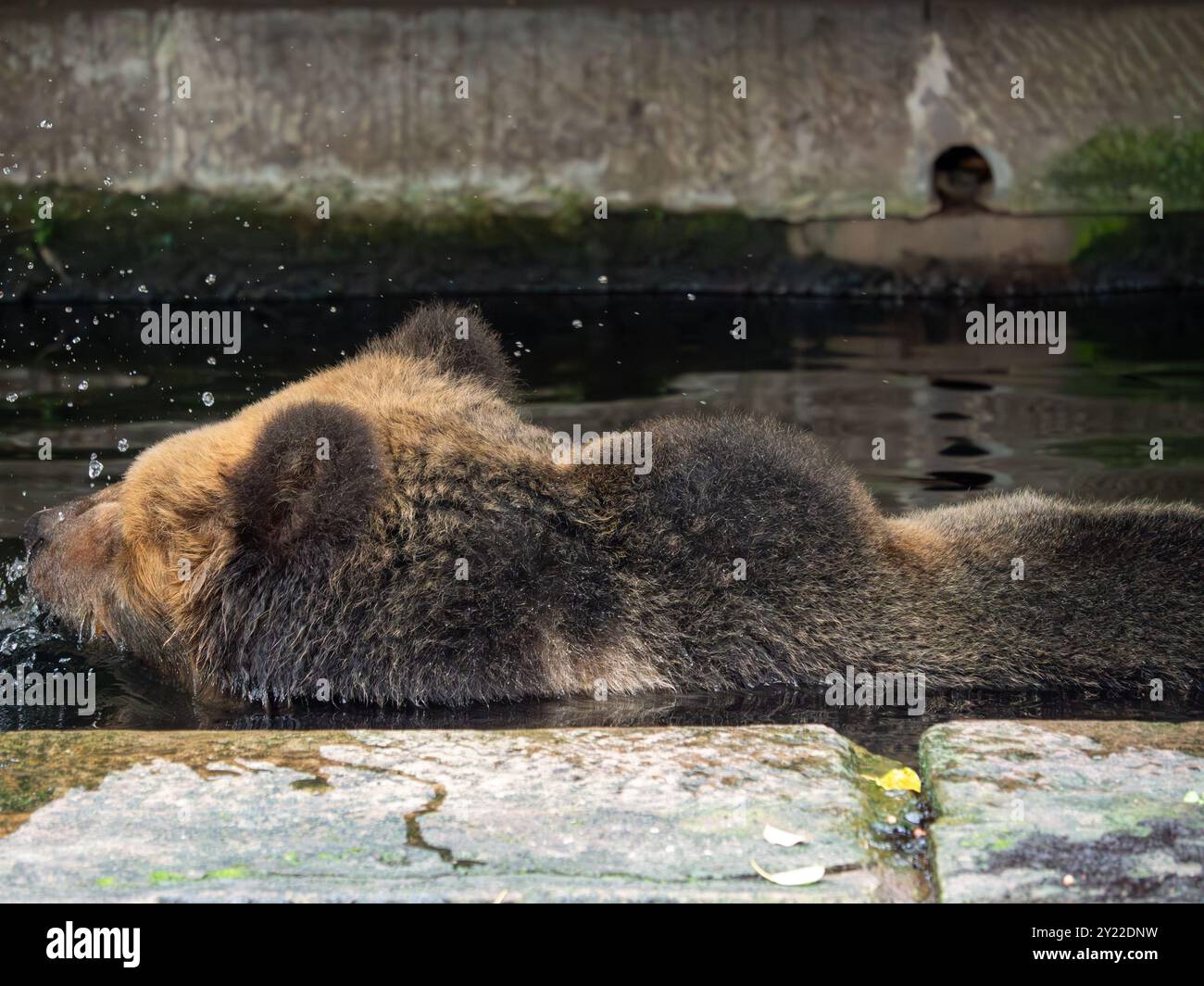 Tibetischer Bär, eine seltene Art, genießt während der Hitzewelle im Chongqing Zoo in Chongqing, China im September 2024 Wasser Stockfoto