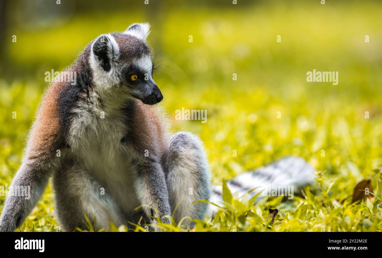 RingschwanzLemur sitzt auf dem Boden Nahaufnahme Porträt. Auffällige gelbe Augen, dunkle Gesichtszüge und weiches Fell, das sich vor einem verschwommenen, üppigen Gesicht erhebt Stockfoto