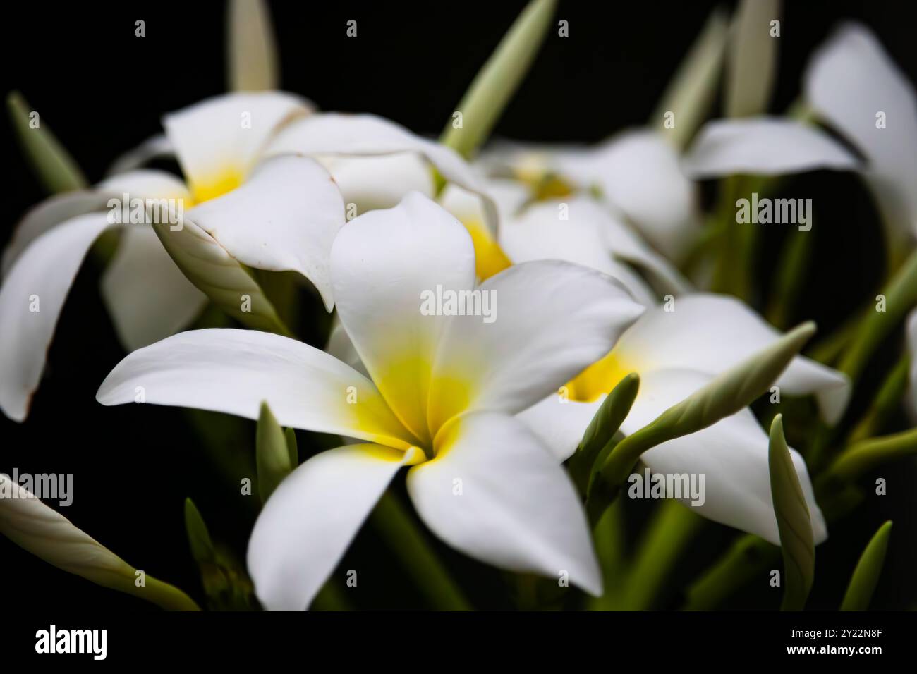 Nahaufnahme weißer Plumeria alba-Blüten vor dunklem Hintergrund. Das Bild hebt die zarten, glatten Blütenblätter mit einem dezenten gelben Farbverlauf hervor. Stockfoto