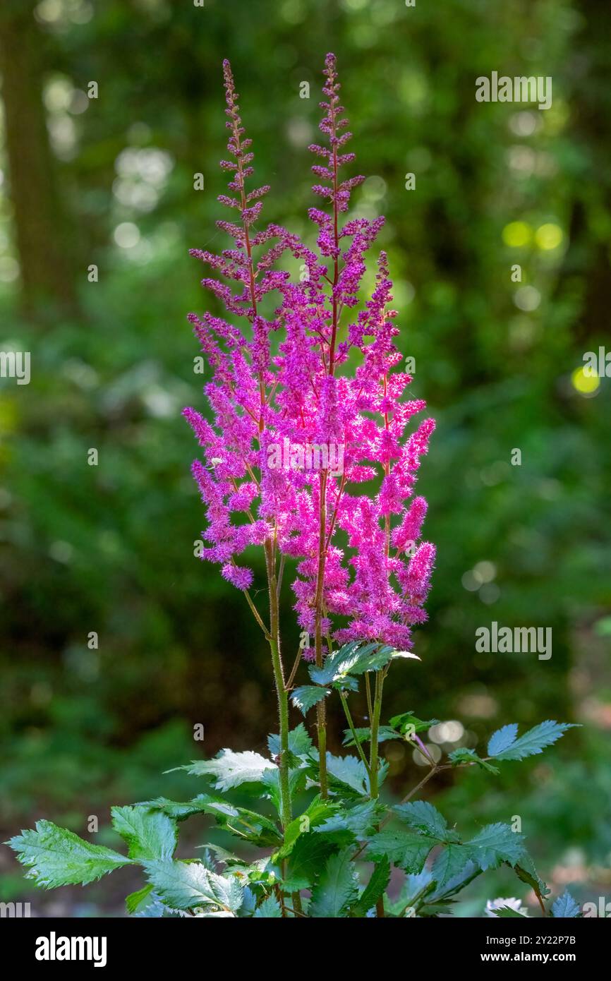 Issaquah, Washington, USA. Werk Astilbe Stockfoto