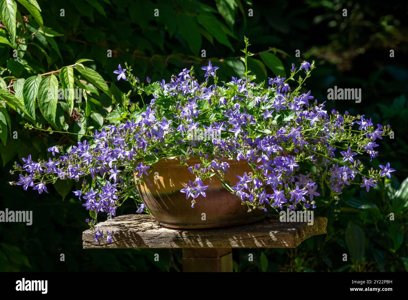 Issaquah, Washington, USA. Bellflower (Campanula'Blauer Wasserfall') blüht in einem Tontopf. Stockfoto